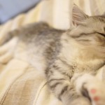 寝ている猫
